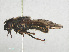  ( - RMNH.INS.559416)  @12 [ ] CreativeCommons - Attribution Non-Commercial Share-Alike (2013) Unspecified Naturalis Biodiversity Center