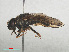  ( - RMNH.INS.559417)  @12 [ ] CreativeCommons - Attribution Non-Commercial Share-Alike (2013) Unspecified Naturalis Biodiversity Center