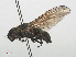 ( - RMNH.INS.559430)  @11 [ ] CreativeCommons - Attribution Non-Commercial Share-Alike (2013) Unspecified Naturalis Biodiversity Center