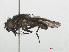  ( - RMNH.INS.559431)  @11 [ ] CreativeCommons - Attribution Non-Commercial Share-Alike (2013) Unspecified Naturalis Biodiversity Center