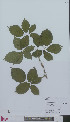  (Rubus frederici - L 0896639)  @11 [ ] CreativeCommons - Attribution Non-Commercial Share-Alike (2012) Naturalis Biodiversity center Naturalis Biodiversity center