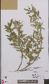  ( - L 0895544)  @11 [ ] CreativeCommons - Attribution Non-Commercial Share-Alike (2012) Naturalis Biodiversity center Naturalis Biodiversity center