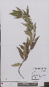  ( - L 0897046)  @11 [ ] CreativeCommons - Attribution Non-Commercial Share-Alike (2012) Naturalis Biodiversity center Naturalis Biodiversity center