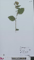  (Rubus confusidens - L 0896513)  @11 [ ] CreativeCommons - Attribution Non-Commercial Share-Alike (2012) Naturalis Biodiversity center Naturalis Biodiversity center