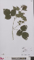  (Rubus dumetorum - L 0896495)  @11 [ ] CreativeCommons - Attribution Non-Commercial Share-Alike (2012) Naturalis Biodiversity center Naturalis Biodiversity center