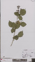  (Rubus coccinatus - L 0896929)  @11 [ ] CreativeCommons - Attribution Non-Commercial Share-Alike (2012) Naturalis Biodiversity center Naturalis Biodiversity center
