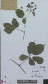  (Rubus lasiandrus - L 0894605)  @11 [ ] CreativeCommons - Attribution Non-Commercial Share-Alike (2012) Naturalis Biodiversity center Naturalis Biodiversity center