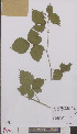  ( - L 0894831)  @11 [ ] CreativeCommons - Attribution Non-Commercial Share-Alike (2012) Naturalis Biodiversity center Naturalis Biodiversity center