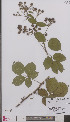  (Rubus dejonghii - L 0894864)  @11 [ ] CreativeCommons - Attribution Non-Commercial Share-Alike (2012) Naturalis Biodiversity center Naturalis Biodiversity center