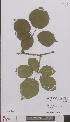 ( - L 0894855)  @11 [ ] CreativeCommons - Attribution Non-Commercial Share-Alike (2012) Naturalis Biodiversity center Naturalis Biodiversity center