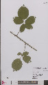  (Rubus laevicaulis - L 0894863)  @11 [ ] CreativeCommons - Attribution Non-Commercial Share-Alike (2012) Naturalis Biodiversity center Naturalis Biodiversity center