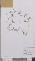  ( - L 0893988)  @11 [ ] CreativeCommons - Attribution Non-Commercial Share-Alike (2012) Naturalis Biodiversity center Naturalis Biodiversity center