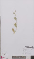  ( - L 0893994)  @11 [ ] CreativeCommons - Attribution Non-Commercial Share-Alike (2012) Naturalis Biodiversity center Naturalis Biodiversity center