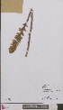  ( - L 0893999)  @11 [ ] CreativeCommons - Attribution Non-Commercial Share-Alike (2012) Naturalis Biodiversity center Naturalis Biodiversity center