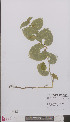  ( - L 0894039)  @11 [ ] CreativeCommons - Attribution Non-Commercial Share-Alike (2012) Naturalis Biodiversity center Naturalis Biodiversity center