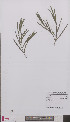  ( - L 0894044)  @11 [ ] CreativeCommons - Attribution Non-Commercial Share-Alike (2012) Naturalis Biodiversity center Naturalis Biodiversity center