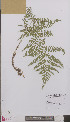  ( - L 0894106)  @11 [ ] CreativeCommons - Attribution Non-Commercial Share-Alike (2012) Naturalis Biodiversity center Naturalis Biodiversity center