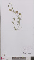  (Medicago falcata - L 0894097)  @11 [ ] CreativeCommons - Attribution Non-Commercial Share-Alike (2012) Naturalis Biodiversity center Naturalis Biodiversity center