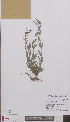  ( - L 0894077)  @11 [ ] CreativeCommons - Attribution Non-Commercial Share-Alike (2012) Naturalis Biodiversity center Naturalis Biodiversity center