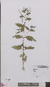  ( - L 0894072)  @11 [ ] CreativeCommons - Attribution Non-Commercial Share-Alike (2012) Naturalis Biodiversity center Naturalis Biodiversity center