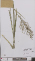  ( - L 0894174)  @11 [ ] CreativeCommons - Attribution Non-Commercial Share-Alike (2012) Naturalis Biodiversity center Naturalis Biodiversity center