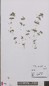  (Anagallis - L 0894224)  @11 [ ] CreativeCommons - Attribution Non-Commercial Share-Alike (2012) Naturalis Biodiversity center Naturalis Biodiversity center