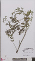  ( - L 0894251)  @11 [ ] CreativeCommons - Attribution Non-Commercial Share-Alike (2012) Naturalis Biodiversity center Naturalis Biodiversity center