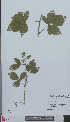  (Rubus griesiae - L 0894714)  @11 [ ] CreativeCommons - Attribution Non-Commercial Share-Alike (2012) Naturalis Biodiversity center Naturalis Biodiversity center