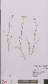  ( - L 0894794)  @11 [ ] CreativeCommons - Attribution Non-Commercial Share-Alike (2012) Naturalis Biodiversity center Naturalis Biodiversity center