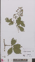  ( - L 0894804)  @11 [ ] CreativeCommons - Attribution Non-Commercial Share-Alike (2012) Naturalis Biodiversity center Naturalis Biodiversity center