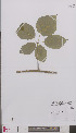  ( - L 0894806)  @11 [ ] CreativeCommons - Attribution Non-Commercial Share-Alike (2012) Naturalis Biodiversity center Naturalis Biodiversity center