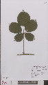  ( - L 0894818)  @11 [ ] CreativeCommons - Attribution Non-Commercial Share-Alike (2012) Naturalis Biodiversity center Naturalis Biodiversity center