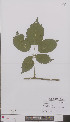  (Rubus beijerinckii - L 0894821)  @11 [ ] CreativeCommons - Attribution Non-Commercial Share-Alike (2012) Naturalis Biodiversity center Naturalis Biodiversity center