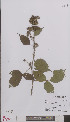  ( - L 0894938)  @11 [ ] CreativeCommons - Attribution Non-Commercial Share-Alike (2012) Naturalis Biodiversity center Naturalis Biodiversity center