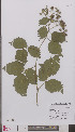  ( - L 0894936)  @11 [ ] CreativeCommons - Attribution Non-Commercial Share-Alike (2012) Naturalis Biodiversity center Naturalis Biodiversity center