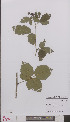 ( - L 0894909)  @11 [ ] CreativeCommons - Attribution Non-Commercial Share-Alike (2012) Naturalis Biodiversity center Naturalis Biodiversity center