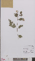  ( - L 0895003)  @11 [ ] CreativeCommons - Attribution Non-Commercial Share-Alike (2012) Naturalis Biodiversity center Naturalis Biodiversity center