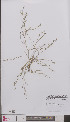  ( - L 0894987)  @11 [ ] CreativeCommons - Attribution Non-Commercial Share-Alike (2012) Naturalis Biodiversity center Naturalis Biodiversity center