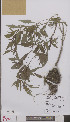  ( - L 0894969)  @11 [ ] CreativeCommons - Attribution Non-Commercial Share-Alike (2012) Naturalis Biodiversity center Naturalis Biodiversity center