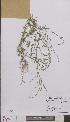  ( - L 0894961)  @11 [ ] CreativeCommons - Attribution Non-Commercial Share-Alike (2012) Naturalis Biodiversity center Naturalis Biodiversity center