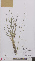  ( - L 0895041)  @11 [ ] CreativeCommons - Attribution Non-Commercial Share-Alike (2012) Naturalis Biodiversity center Naturalis Biodiversity center