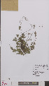  ( - L 0895028)  @11 [ ] CreativeCommons - Attribution Non-Commercial Share-Alike (2012) Naturalis Biodiversity center Naturalis Biodiversity center