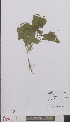  ( - L 0895020)  @11 [ ] CreativeCommons - Attribution Non-Commercial Share-Alike (2012) Naturalis Biodiversity center Naturalis Biodiversity center