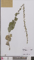  (Verbascum pulverulentum - L 0895086)  @11 [ ] CreativeCommons - Attribution Non-Commercial Share-Alike (2012) Naturalis Biodiversity center Naturalis Biodiversity center