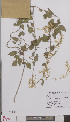  ( - L 0895070)  @11 [ ] CreativeCommons - Attribution Non-Commercial Share-Alike (2012) Naturalis Biodiversity center Naturalis Biodiversity center