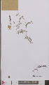  ( - L 0895065)  @11 [ ] CreativeCommons - Attribution Non-Commercial Share-Alike (2012) Naturalis Biodiversity center Naturalis Biodiversity center