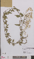  ( - L 0895115)  @11 [ ] CreativeCommons - Attribution Non-Commercial Share-Alike (2012) Naturalis Biodiversity center Naturalis Biodiversity center