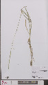  ( - L 0895117)  @11 [ ] CreativeCommons - Attribution Non-Commercial Share-Alike (2012) Naturalis Biodiversity center Naturalis Biodiversity center