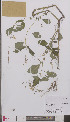  ( - L 0895136)  @11 [ ] CreativeCommons - Attribution Non-Commercial Share-Alike (2012) Naturalis Biodiversity center Naturalis Biodiversity center