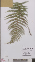  ( - L 0895137)  @11 [ ] CreativeCommons - Attribution Non-Commercial Share-Alike (2012) Naturalis Biodiversity center Naturalis Biodiversity center